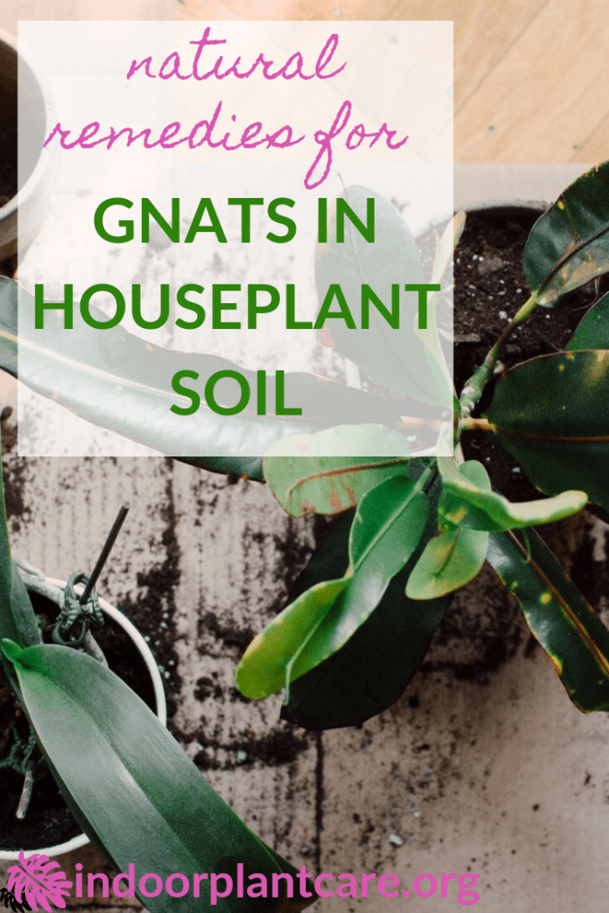 How To Get Rid Of Gnats In Houseplant Soil