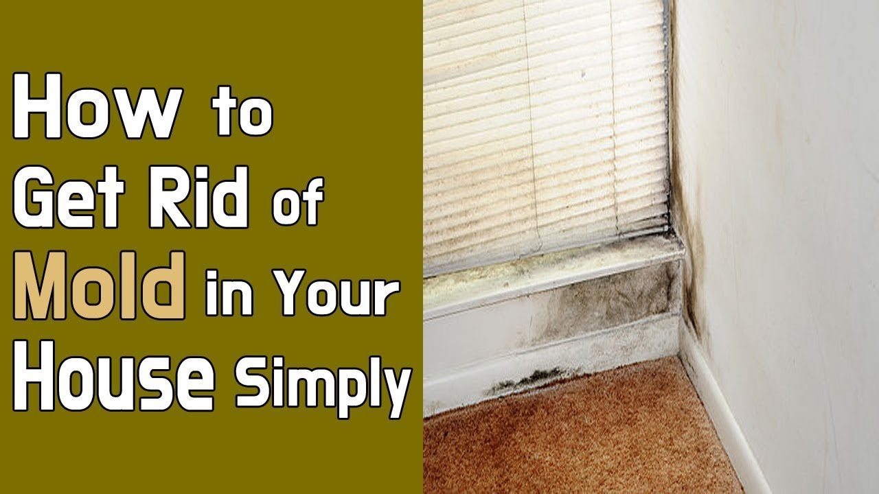 How to Get Rid of Mold in Your House Simply