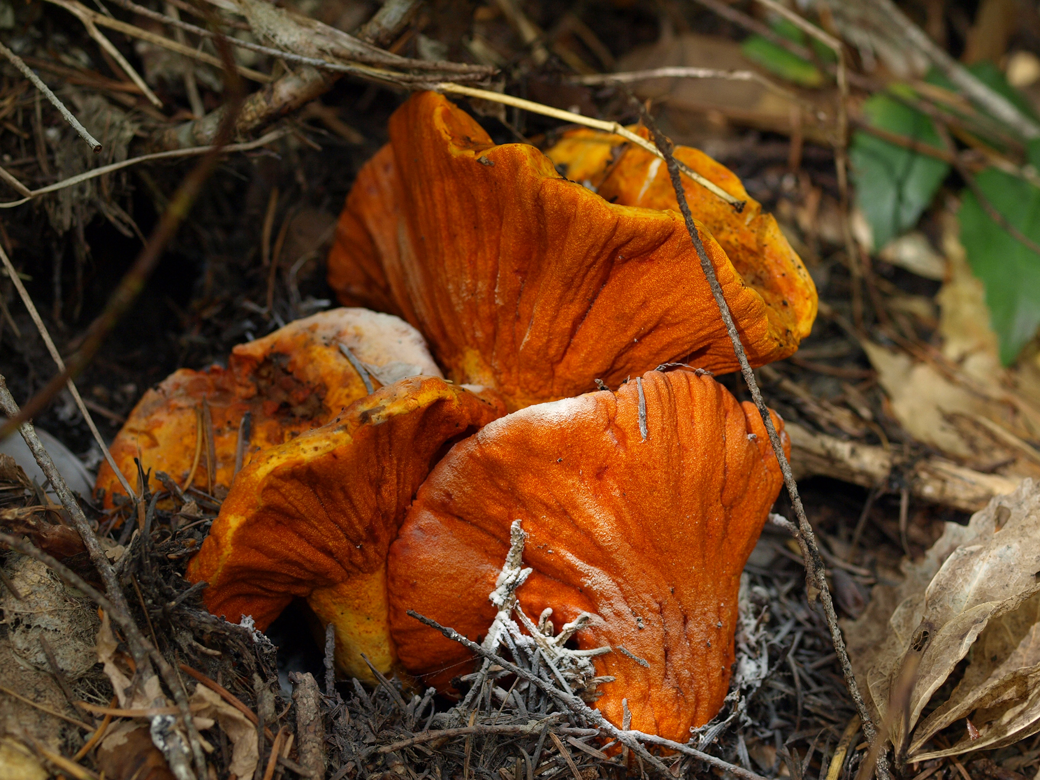 Weird Animal Question of the Week: A Fungus That Looks ...