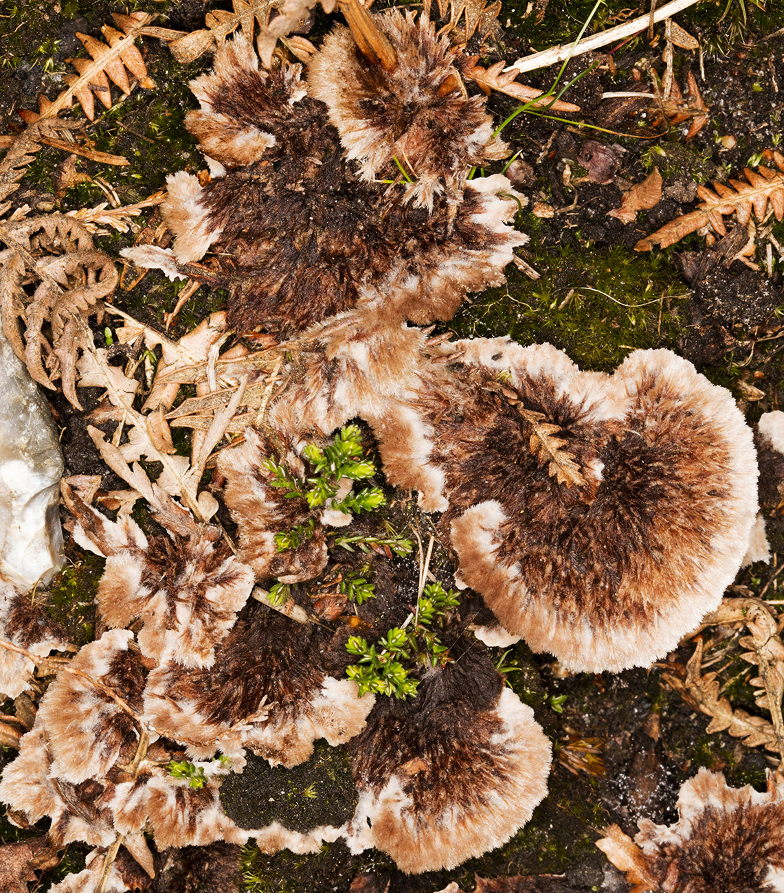 What Does a Fungus Look Like?